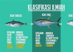 Tuna Cakalang Marlin Tongkol Dan Tenggiri Termasuk Dalam Golongan